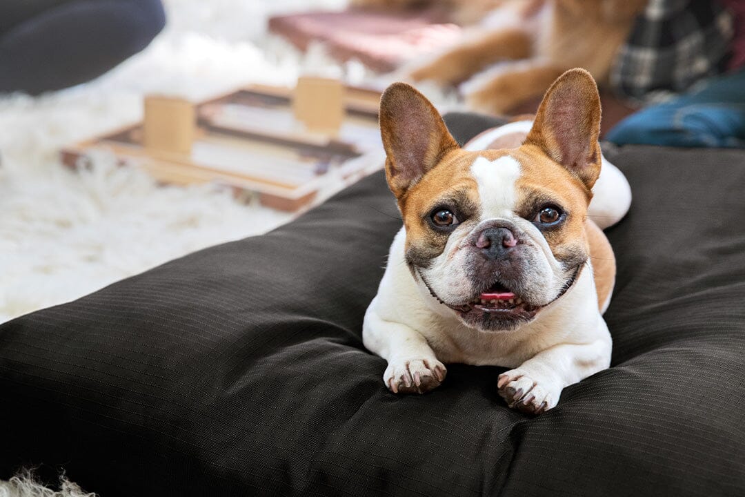 Tough Ripstop™ Mini Bolster Pillow Dog Bed