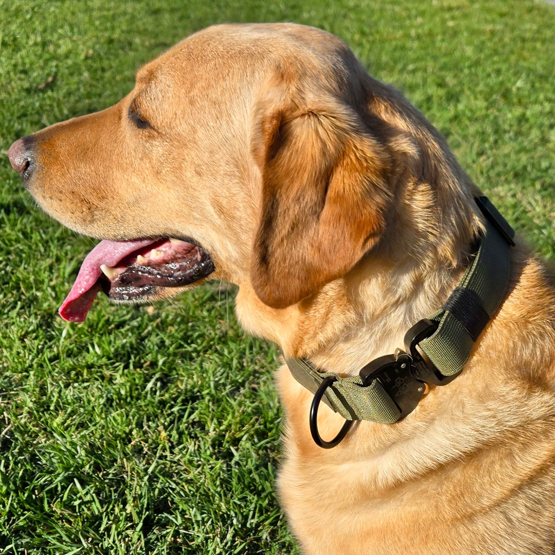 First lap, new collar