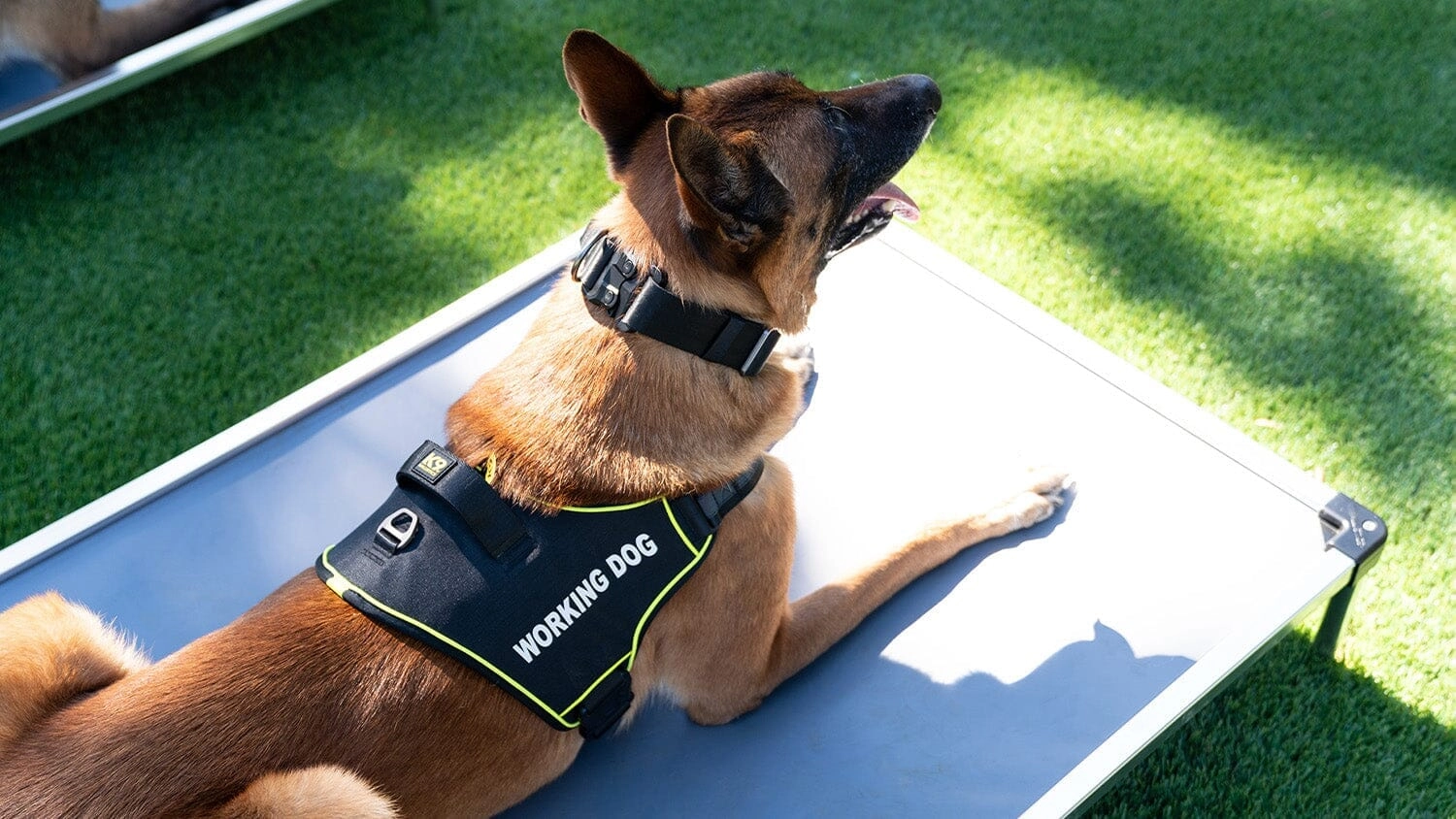 Shop All Dog Gear