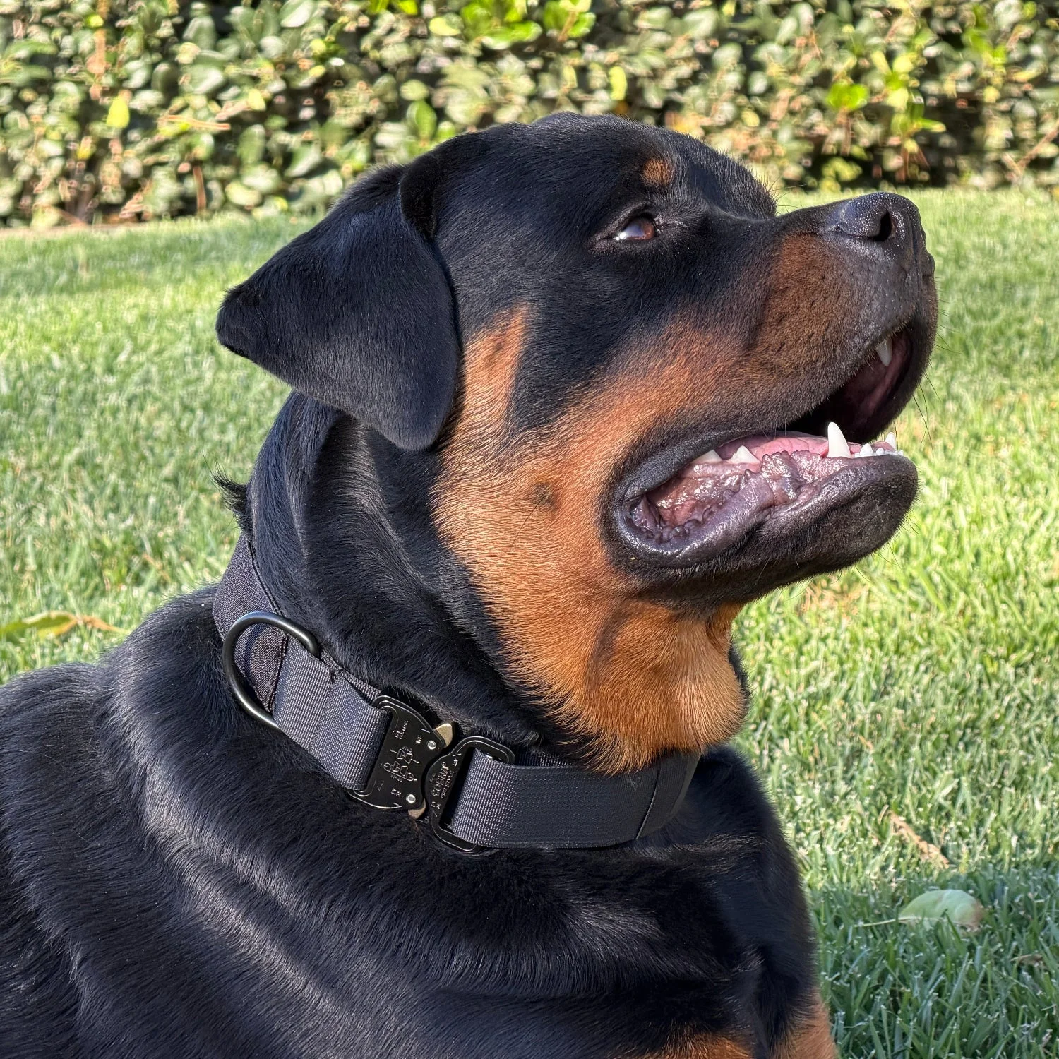 A rottweiler wearing a K9 Pro™ collar on a lawn