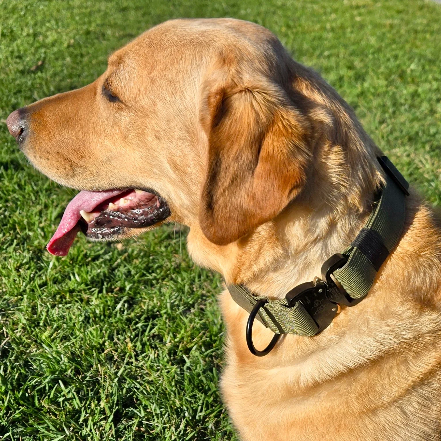 K9 Pro™ Collar: Maximum Strength and Control