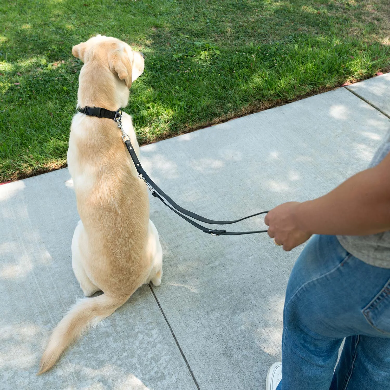 A golden dog on a K9 Training™ leash held by its handler