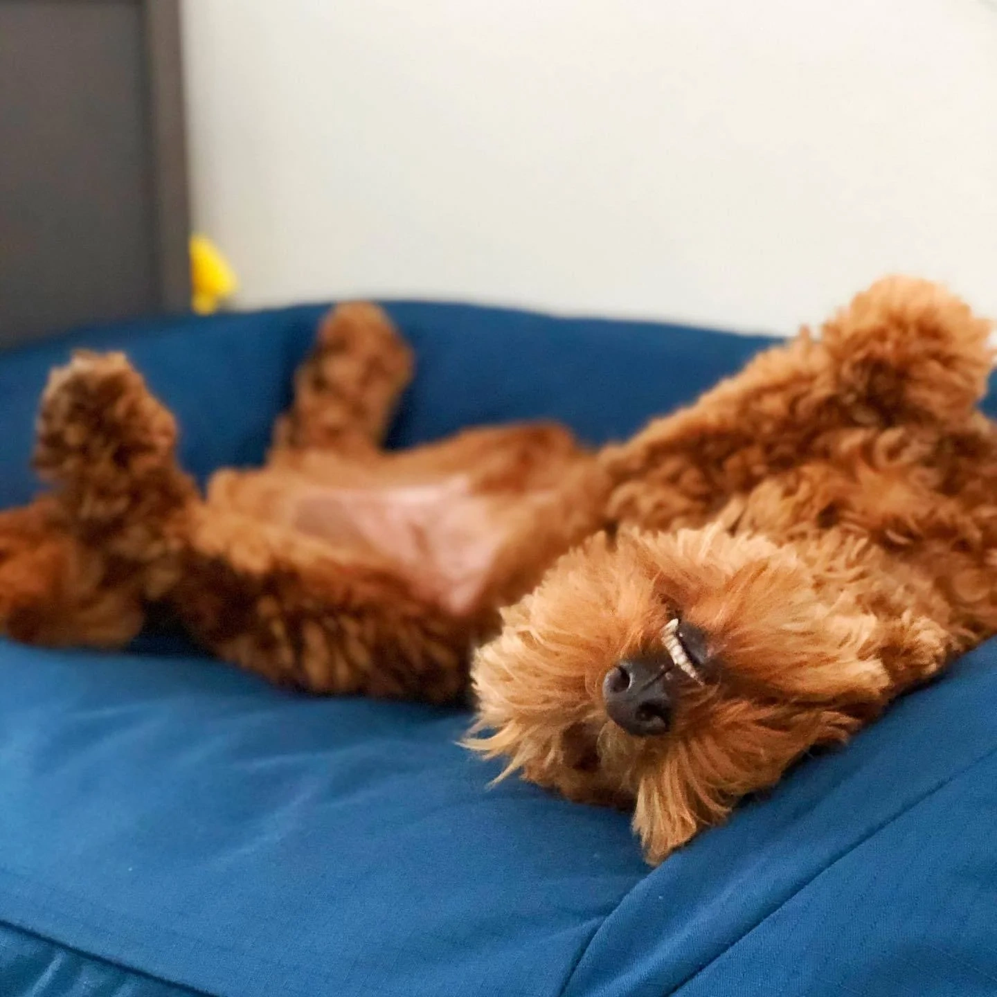 Choosing the right bed for your dog