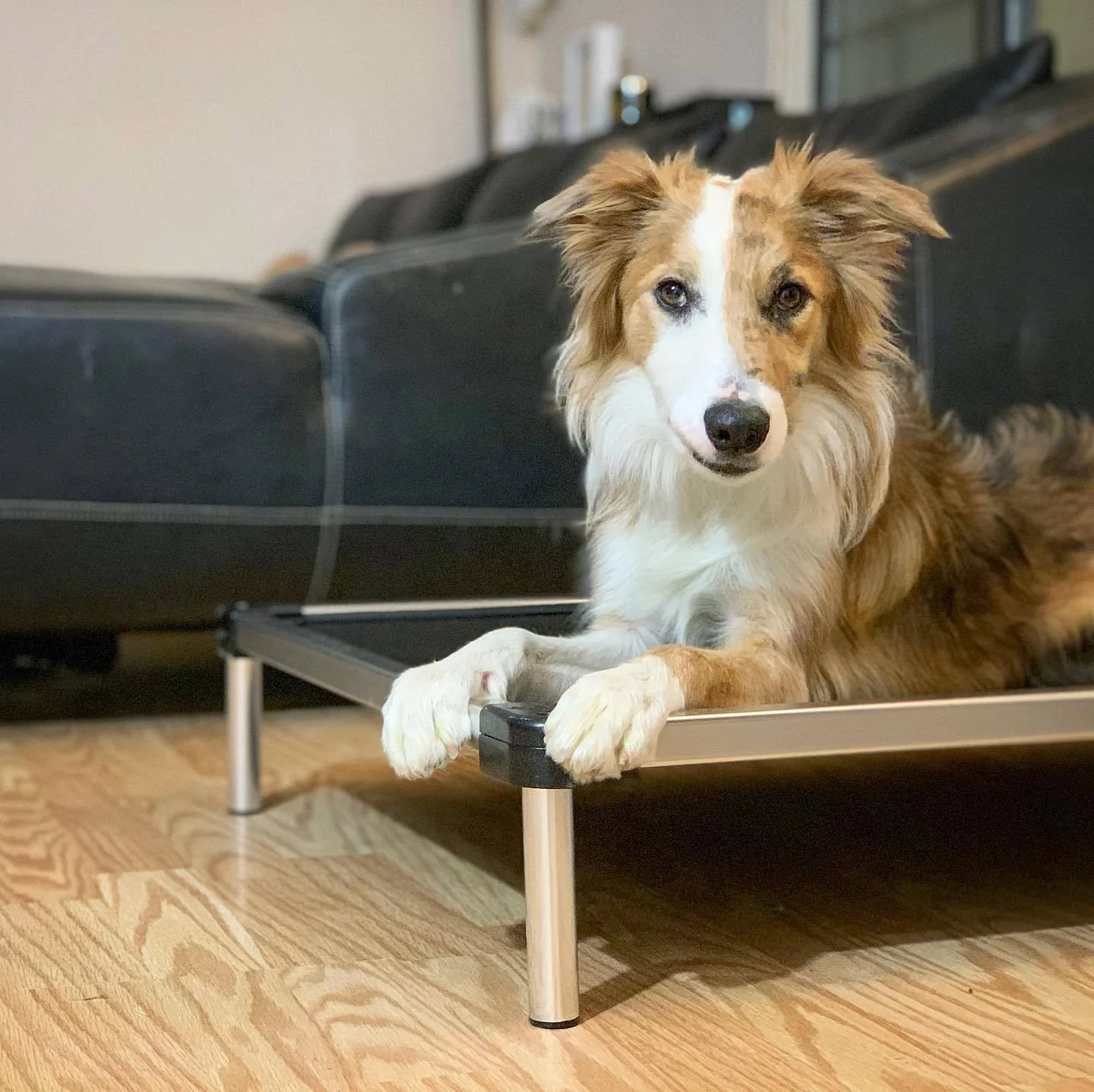 A dog rests on an elevated chew proof cot indoors