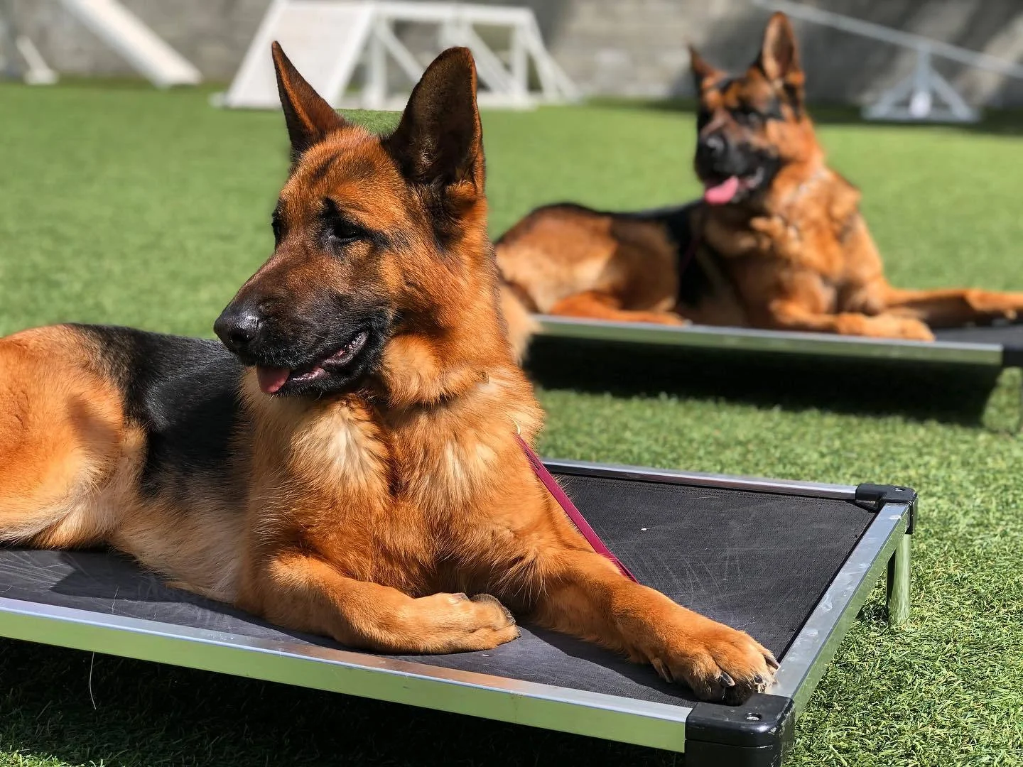 Two german shepherds lie on elevated cots on a lawn