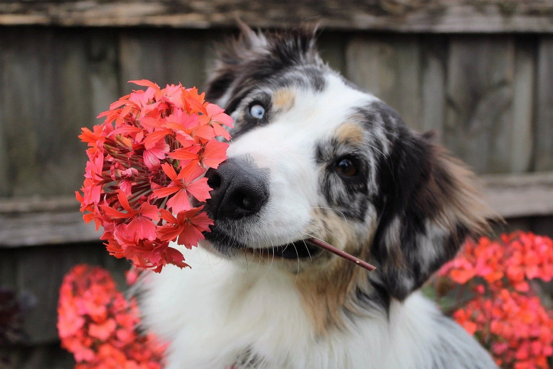 A dog holding red flowers in its mouth