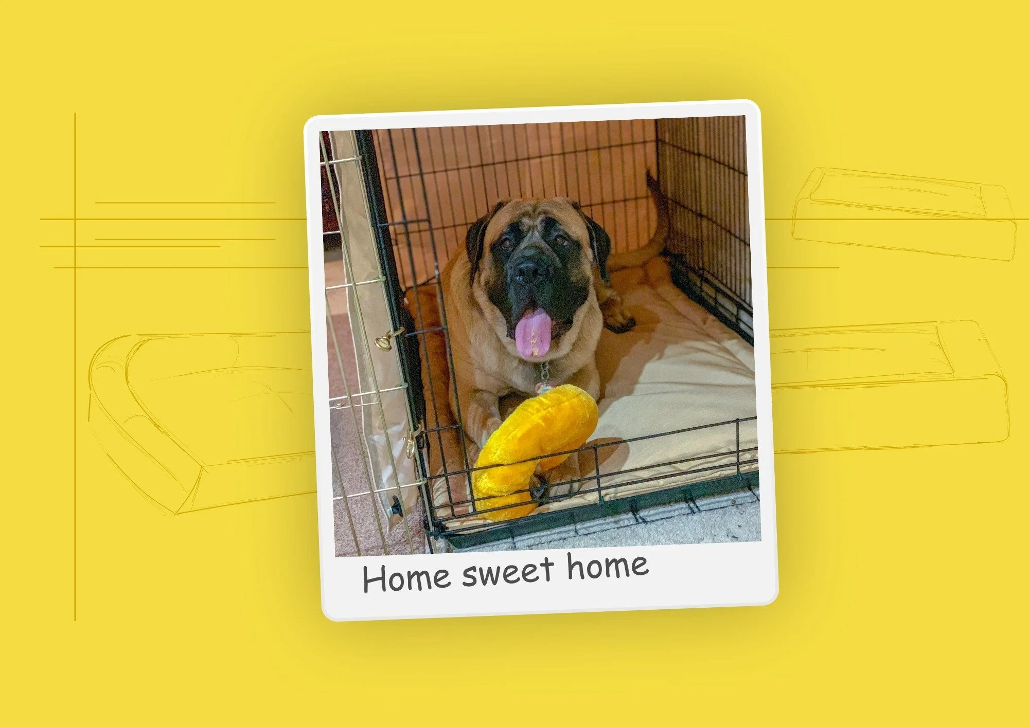 How To Measure For Your Dog's Crate or Kennel