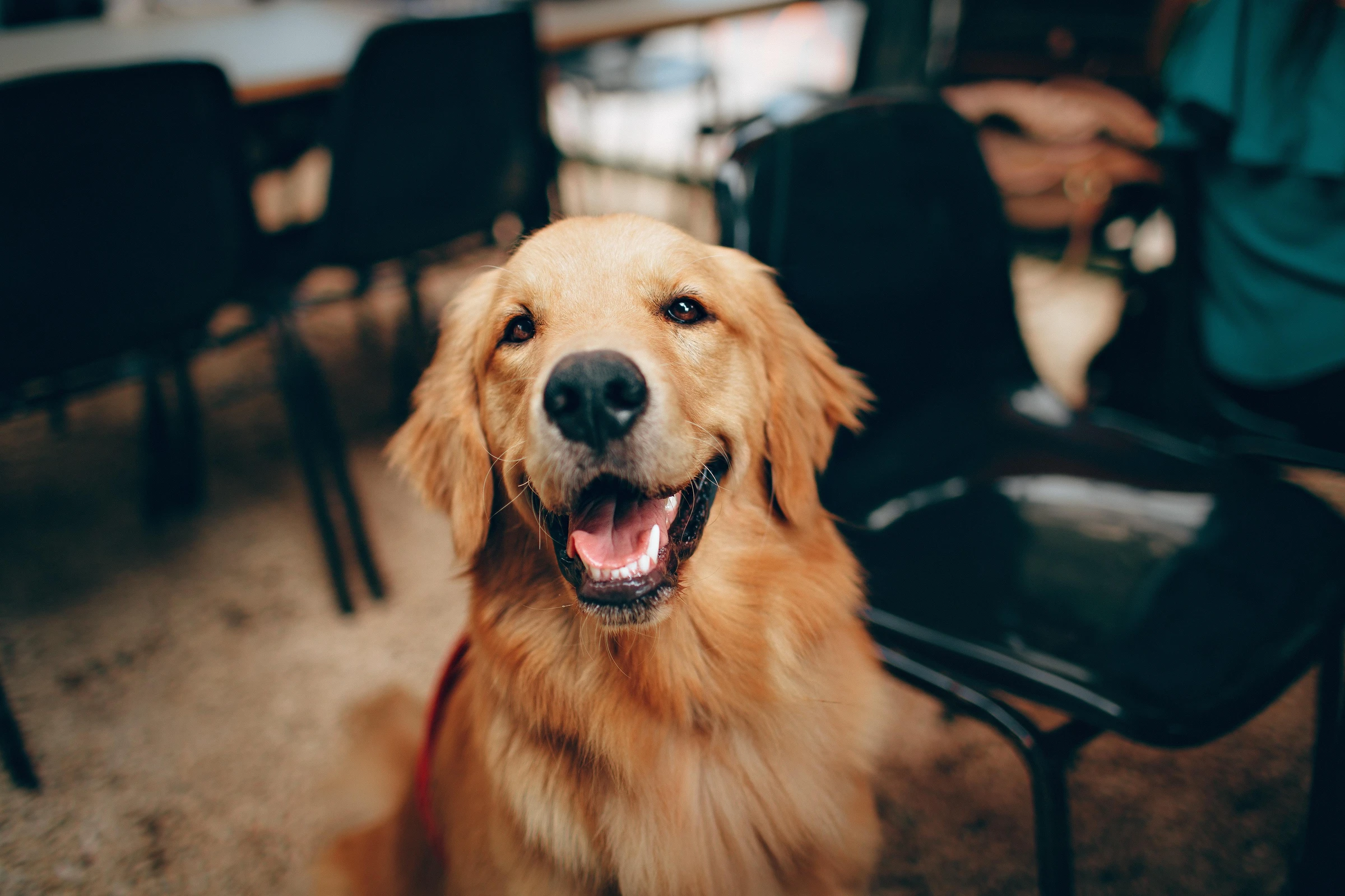 4 ways to calm your anxious dog