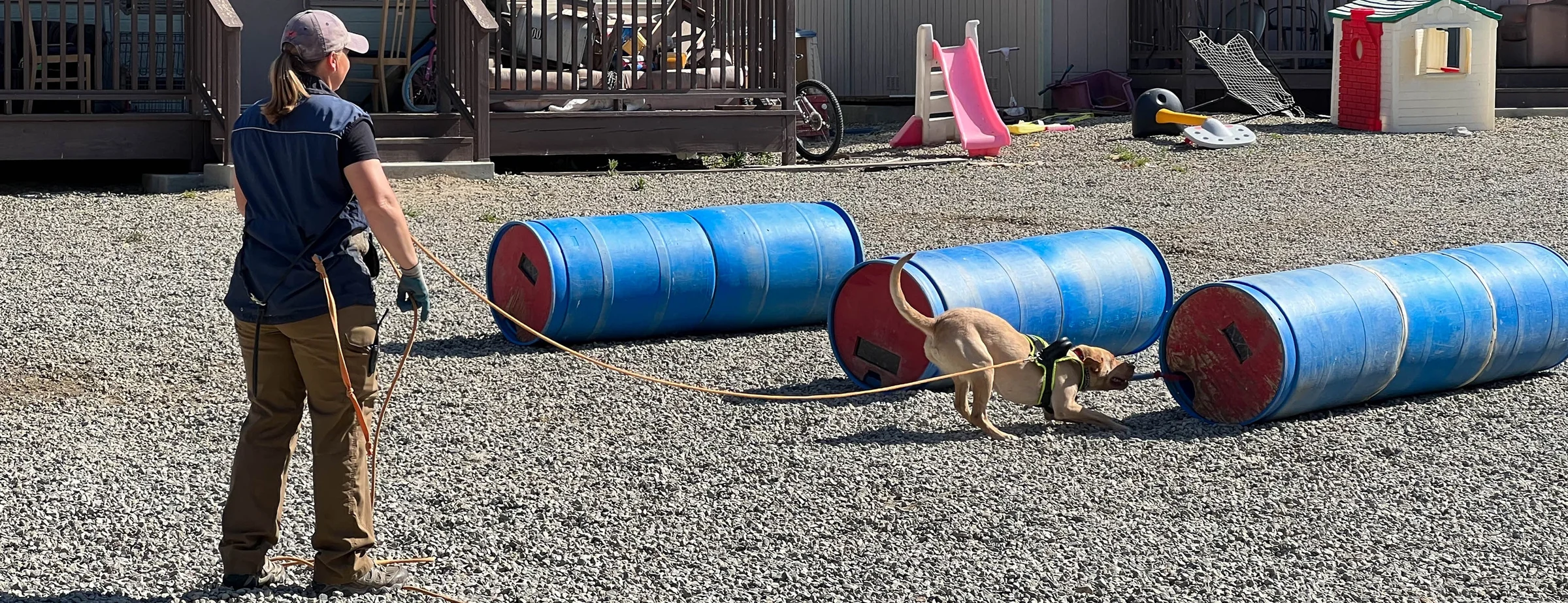 A Day in the Life: Search & Rescue Dog Training