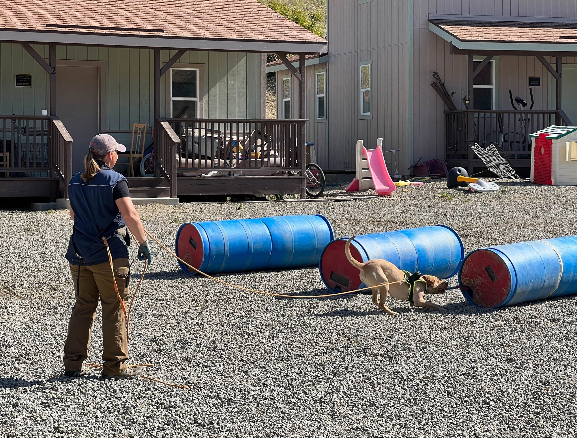A dog on a training course