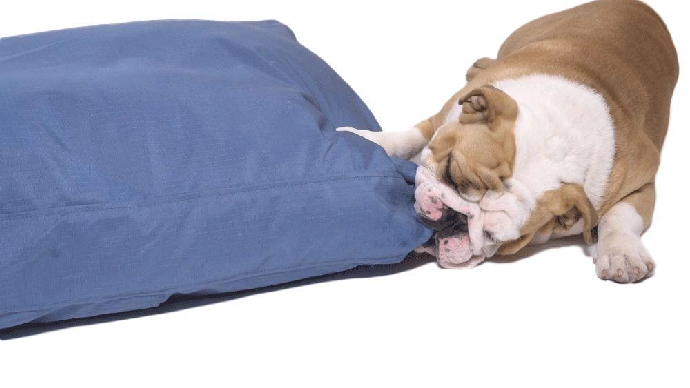 Why do dogs chew